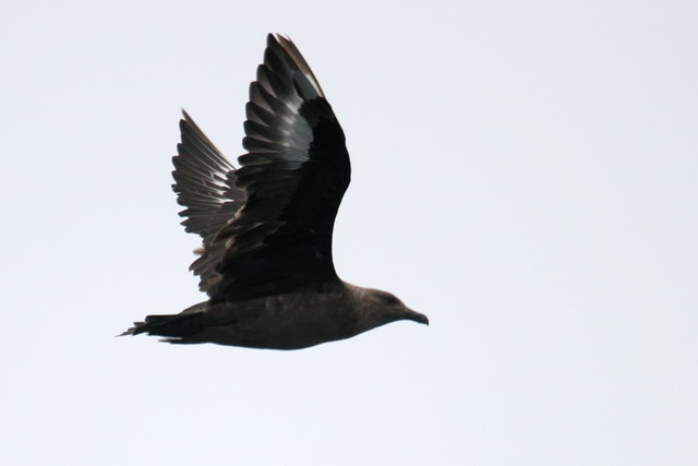 South Polar Skua